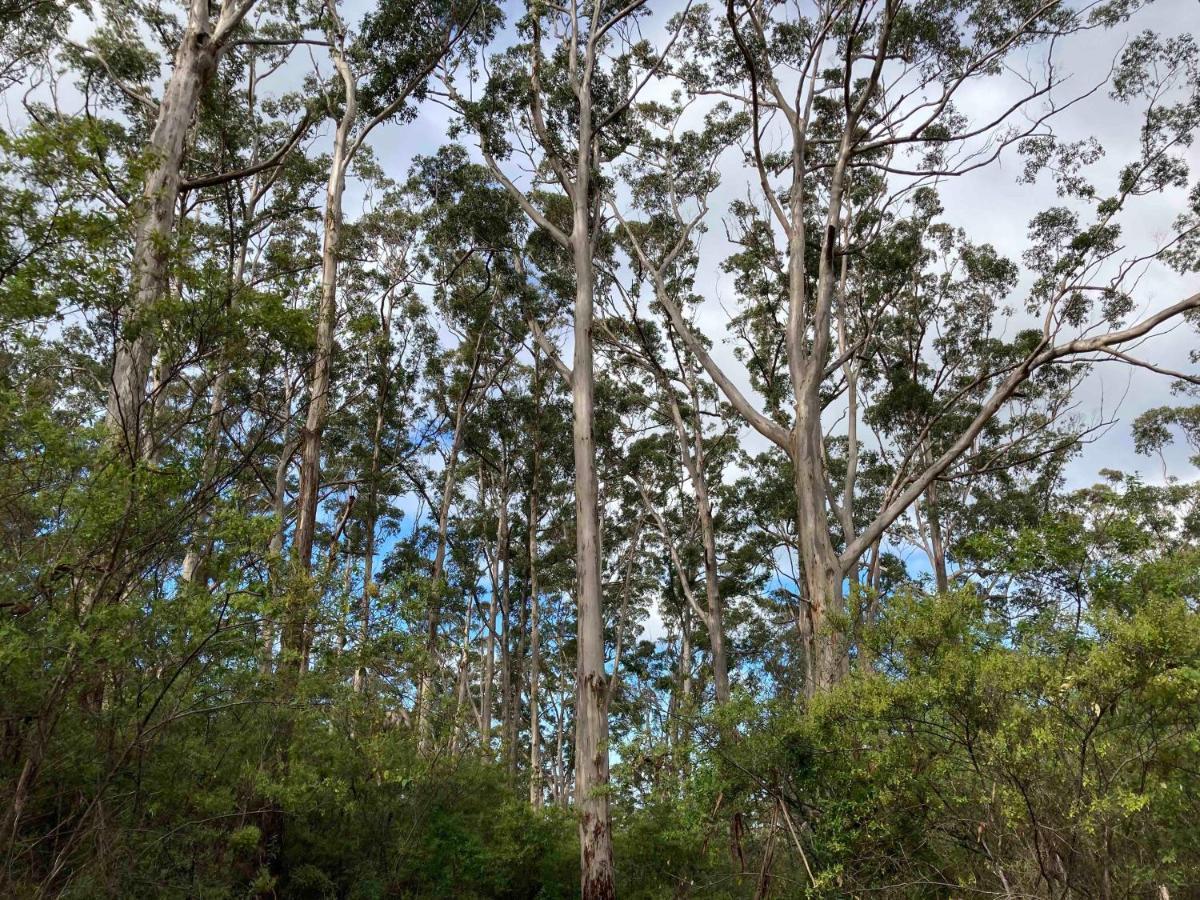 Edge Of The Forest Motel Margaret River Exterior foto